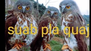 suab plas quaj dib tuaj zoo100%ສຽງນົກ