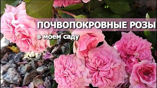 ПОЧВОПОКРОВНЫЕ РОЗЫ В МОЕМ САДУ | Розы: Надя Мейяндекор, Лес Кватре Сизонс, Аспирин