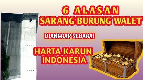 Harta Karun Indonesia || Alasan mengapa Sarang Burung Walet seperti harta Karun Indonesia.