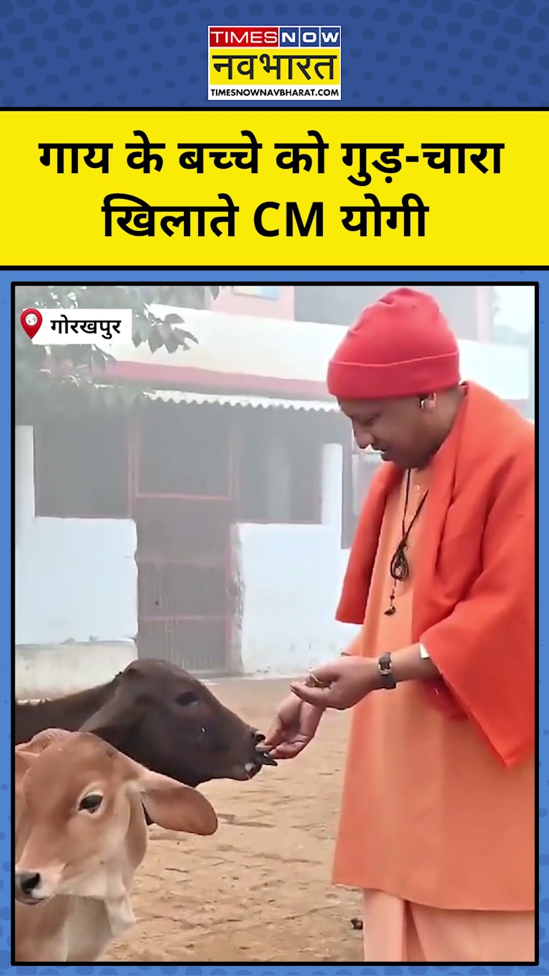 CM Yogi Adityanath ने की गौ सेवा, गाय के बच्चे को खिलाया गुड़-चारा| #shorts
