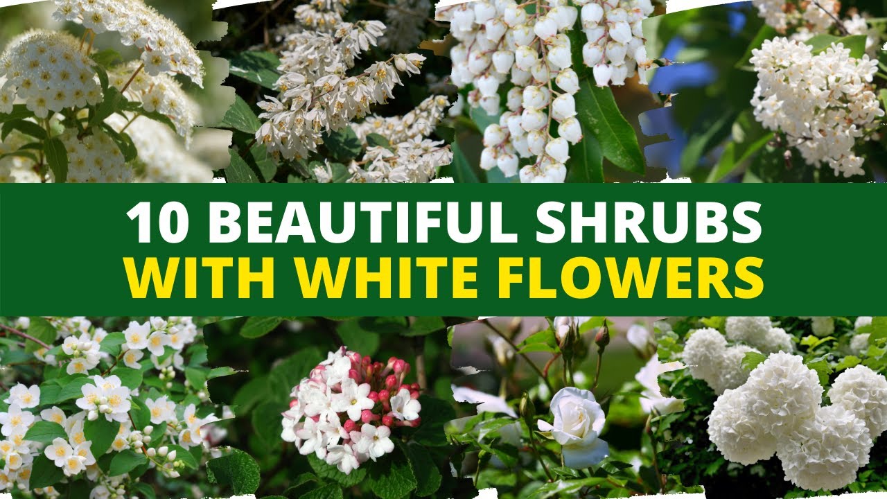 10 Beautiful Shrubs With White Flowers