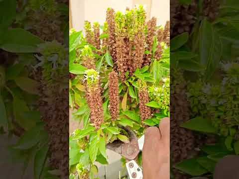 تقليم الريحان للأستمرارية اكسبلور سلطنة عمان ريحان 