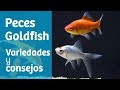 Peces Goldfish · Carpas doradas: variedades y consejos 🐟