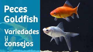 Peces Goldfish · Carpas doradas: variedades y consejos 🐟