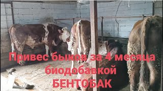 Откорм бычков, кормить бычков биологическими добавками Бентобак стоит ли?