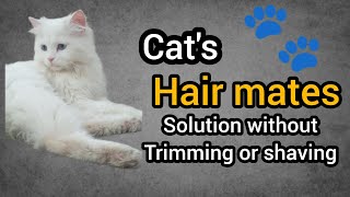 How to remove cat's hair mates? || How to get rid of cat's hair fall? || Hair mates solution