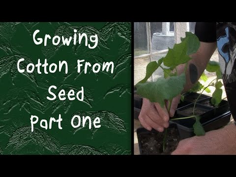 Wideo: Siewanie nasion bawełny: dowiedz się, w jaki sposób sadzić nasiona bawełny