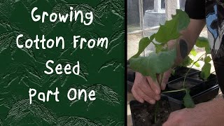 Growing Cotton From Seed | Part 1 | Planting and Transplanting
