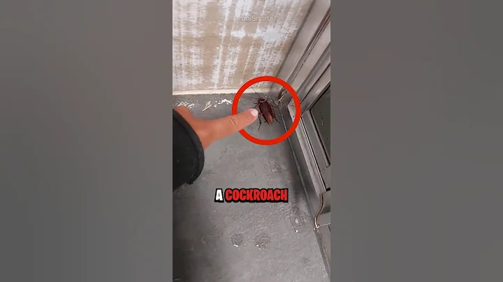 NEVER Kill A Cockroach 😨