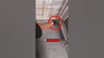 NEVER Kill A Cockroach 😨