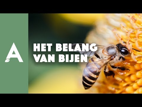 Het belang van bijen - Een groener thuis! #56