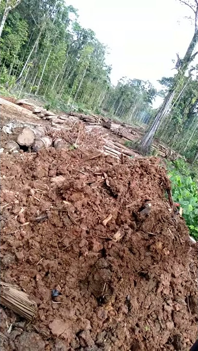 Ini nmnya perusahaan kayu balak.🤔🤔