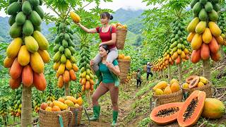 Fresh Papaya Harvesting | Picking Ripe Papaya Fruit to Sell at Countryside Market