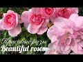 Красивые розы. Боника-82 и другие розы 🌹