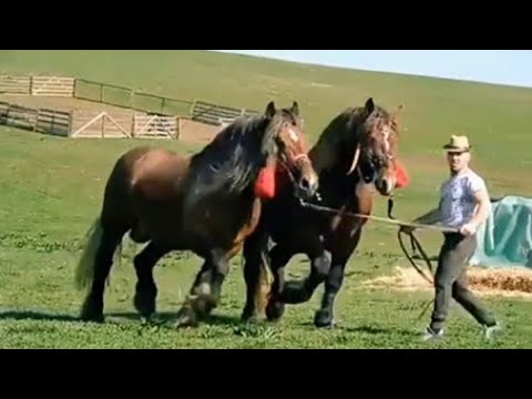 Video: Kako treniram konja