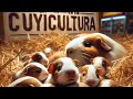 Nacimiento de Cuyes: El Futuro de la Crianza Comienza Aquí