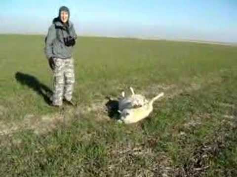 Gill saves a Southdown Sheep walking pez