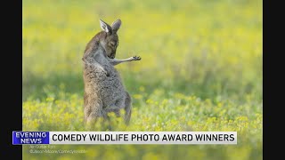 Comedy Wildlife Photo Award winners announced