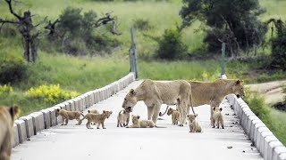 Bridge OVERLOADED with cute LION CUBS 😉 🦁