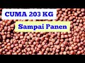 Pakan ikan nila 1000 ekor sampai panen