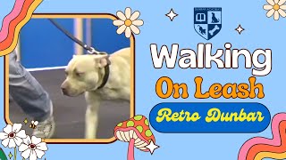 Adult Dog Training - Walking on Leash - Retro Dunbar by Dunbar Academy 399 views 1 month ago 8 minutes, 51 seconds