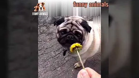 Watch the video about 🤣 Funniest 😻Cats And 🐶 Dogs - Try Not To Laugh - Best Of The Funny Videos