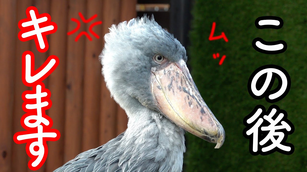 maxresdefault.jpg