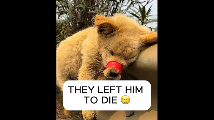 Miracle on the Highway: Dog Gets a Second Chance at Life