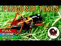 Suara Jangkrik Jernih | Pengusir Tikus Terbukti Ampuh