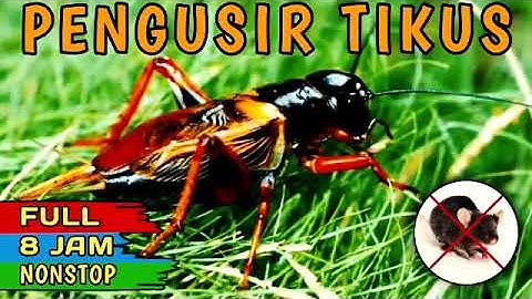 Suara Jangkrik Jernih | Pengusir Tikus Terbukti Ampuh