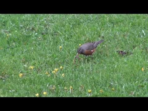 Arrg tabarouette il'fait exprès.