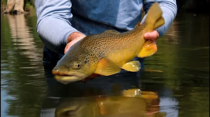 ORVIS - Advanced Nymphing Tactics - Fishing A Dry-Dropper