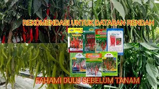 REKOMENDASI 7 BENIH CABAI BESAR UNTUK DATARAN RENDAH SAMPAI MENENGAH