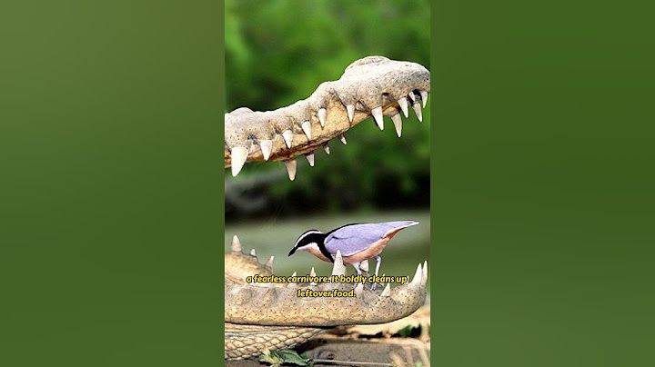 Discover the Surprising Bird That Cleans Crocodile Teeth! #shorts