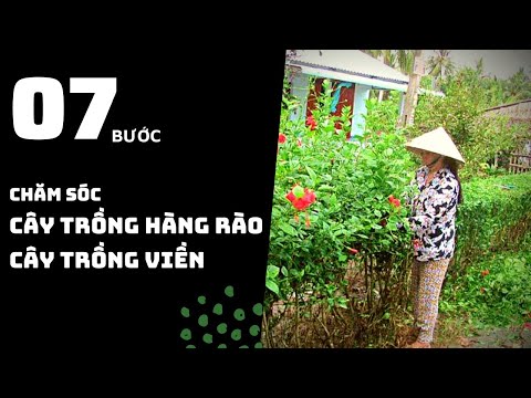 Video: Trồng Và Chăm Sóc Hàng Rào