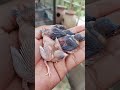 goldian chicks #birds #goldianfinch