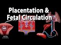 Embryology: Development of the Placenta and Fetal Circulation, Animation