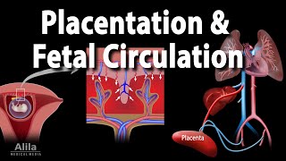 Embryology: Development of the Placenta and Fetal Circulation, Animation