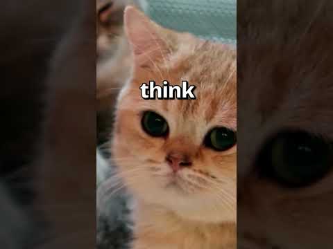 Video: Interspecies Vennskap: Når katter bli med i pakken