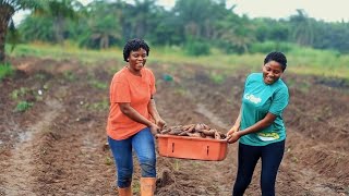 120 Acres Of Orange Flesh Sweet Potatoes ? | Watch Excerpts Of My First Experience Harvesting