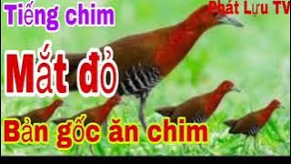 tổng hợp tiếng cúm núm.ốc cao.chằng nghịch.mắt đỏ.mắt xéo.quốc hoa.