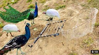 Build Most Unique Peacock & Guinea Chicken bird made trap net underground hole and woodwork