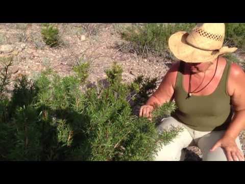 Medicinal Minute: Limberbush