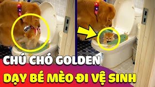 Cưng xỉu chú Chó Golden HƯỚNG DẪN bé mèo cách ĐI VỆ SINH ĐÚNG CHỖ khiến con Sen trầm trồ 😂 Gâu Đần