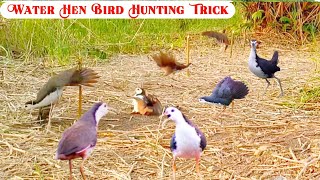 Easy way to catch birds | Making simple traps for catching birds | Very easy bird hunting |