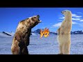 OSO POLAR VS OSO KODIAK /¿Quien ganaría? |VidaAnimalHD