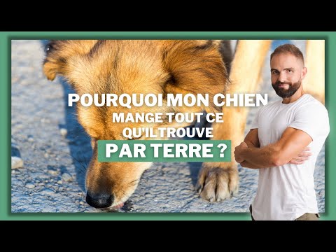 Pourquoi mon chien mange tout ce qu'il trouve par terre ?