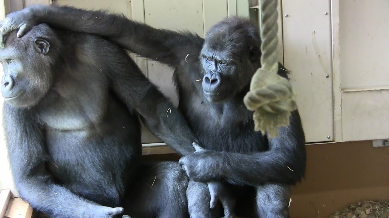  165 Kids Gorilla Play Annie Kiyomasa YouTube