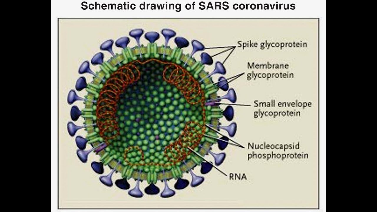 Коронавирус полном. Коронавирус и его строение. SARS. What will happen 2023 virus.