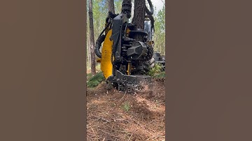 Saturday Tree Slaying!!! #logging #viral #shortvideos #logger #ponsse